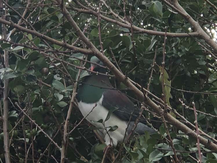 4 Corns Street Kensington_18