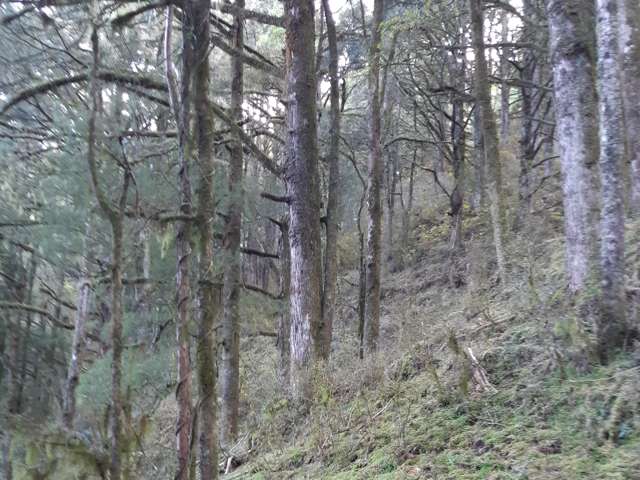 Kururau Road Taumarunui_4