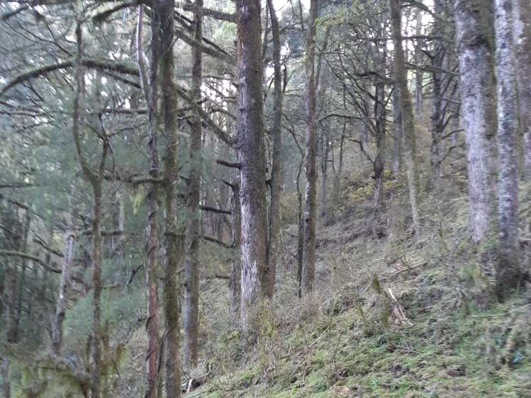 Kururau Road Taumarunui_4