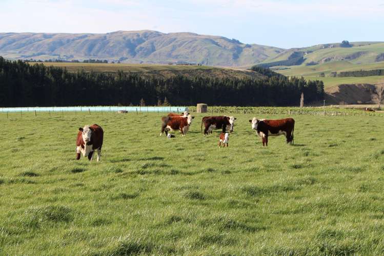 61 Howells Road Maungati_25