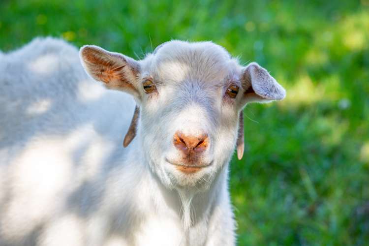 30 Church Lane Wairau Valley_25