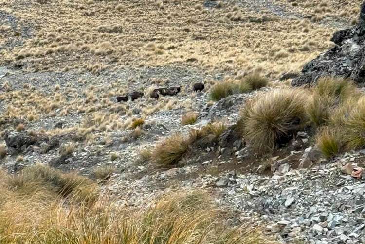 1551 Double Hill Run Road Rakaia Gorge_49