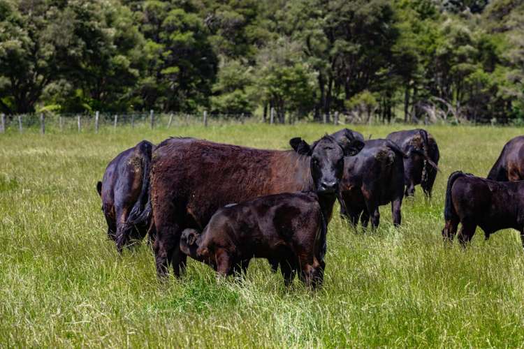 69 Titirangi Road Kenepuru Sounds_21