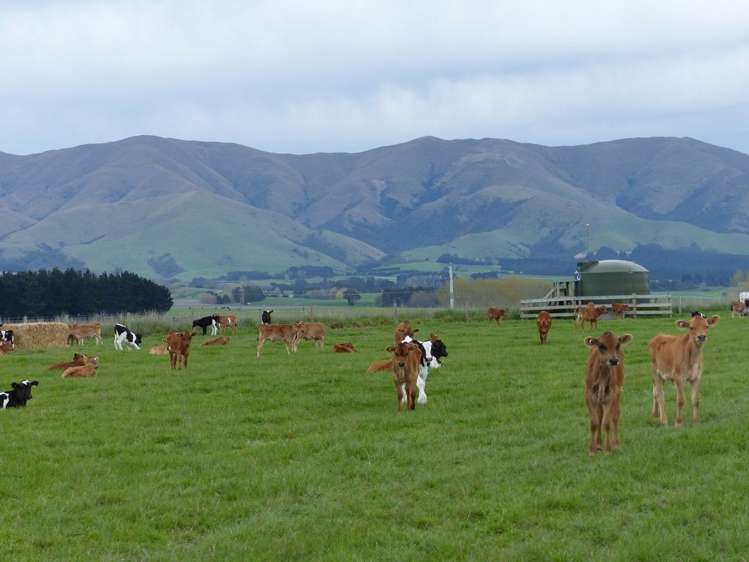 Tavistock Road Otaio_0