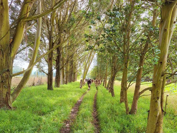 48 Gardiners Road, Starvation Hill Oxford_5