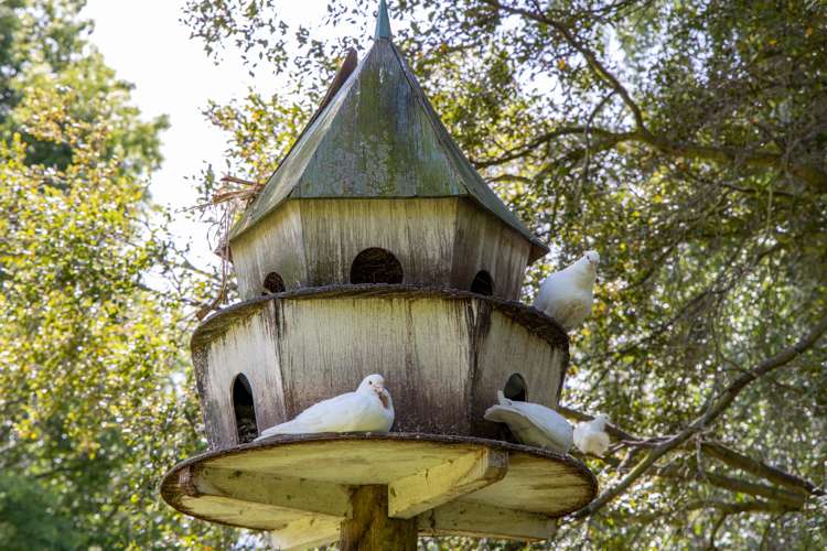 33 David Street Yelverton_10