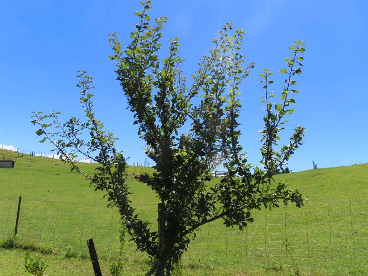 63 Knight Road Dannevirke_21