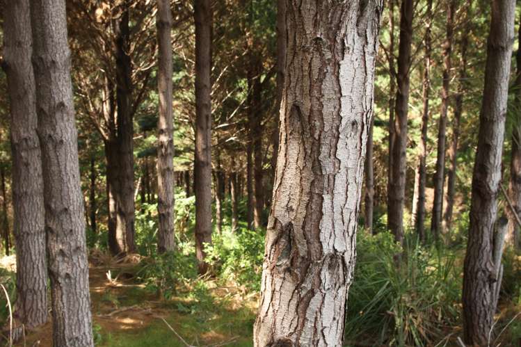 Puhata Road Herekino_16