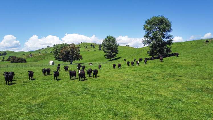 331 Burnand Road Manunui_25