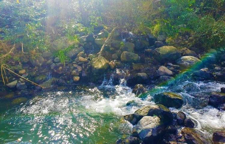 Wekaweka Road Waimamaku_14