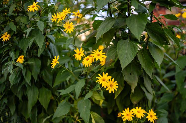 11 Himikera Avenue Avondale_40