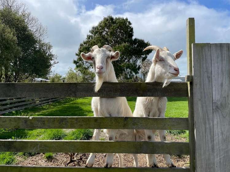 16 Coronation Street Waimate_16