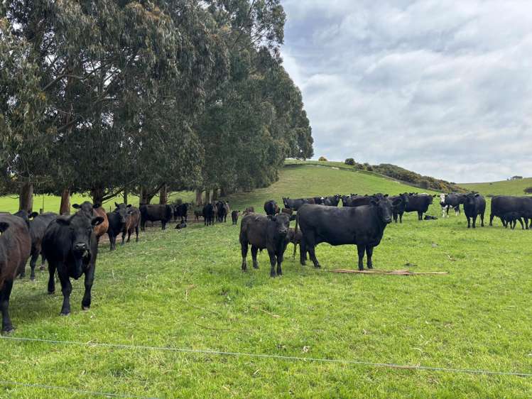 Blacks Road Palmerston_1