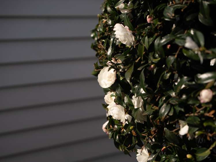 16b Bradley Place Nawton_9