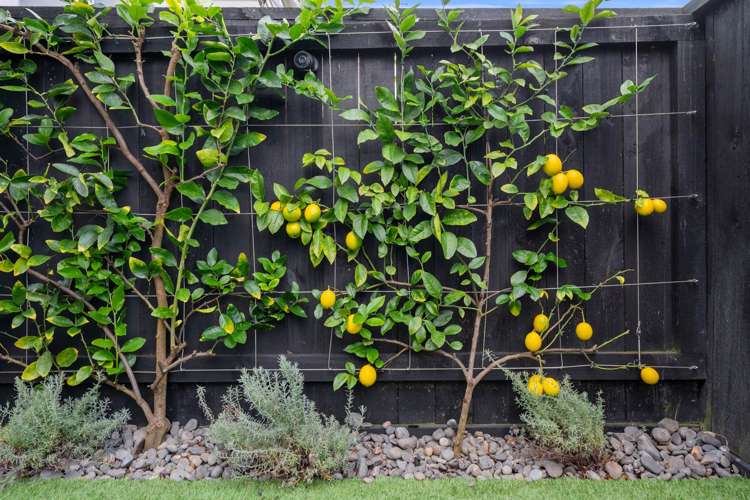 104c Lake Road Belmont_15