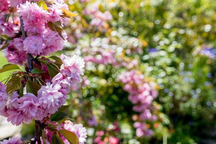 59 Isadore Road Saint Clair_29