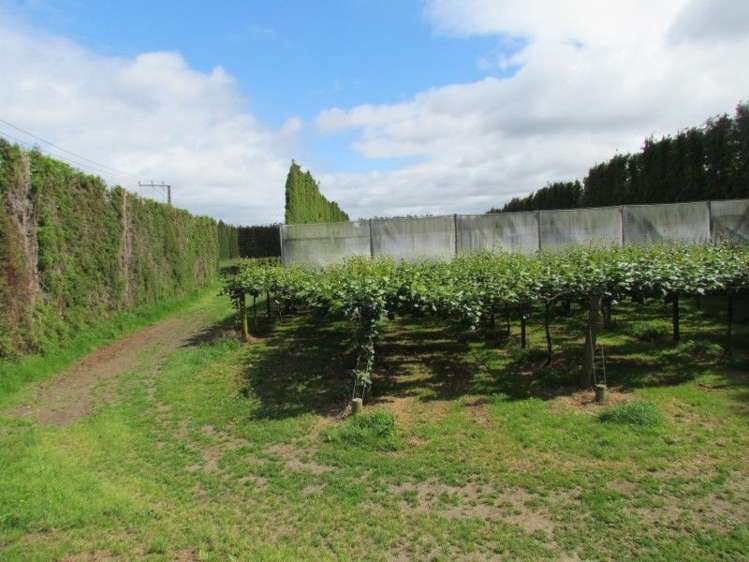 81 Ruahihi Road Kaimai_9