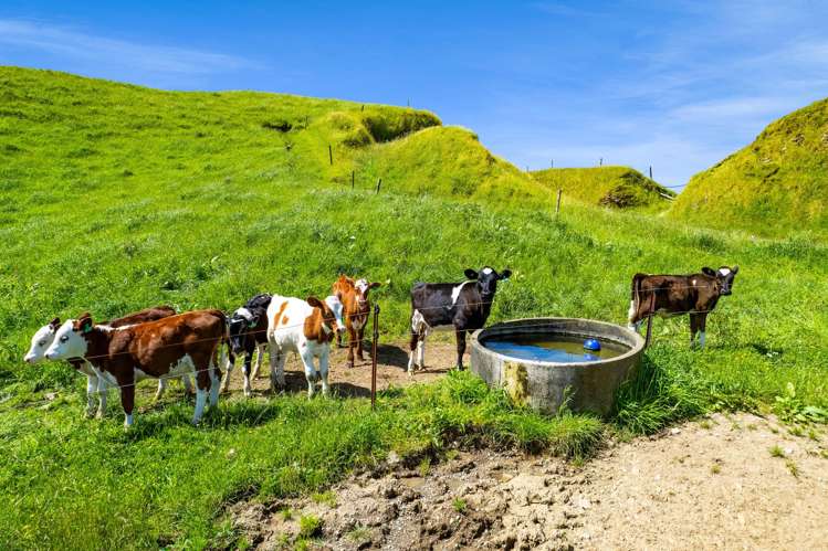 617 Parihaka Road Pungarehu_19