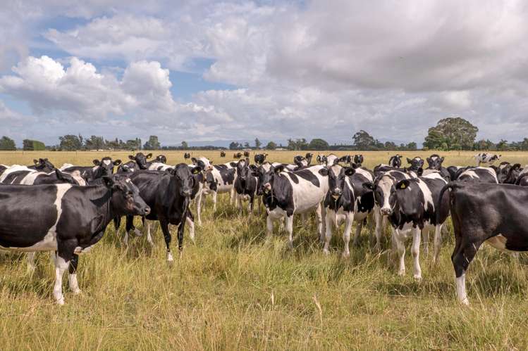 663 Boundary Creek Road Dunsandel_16