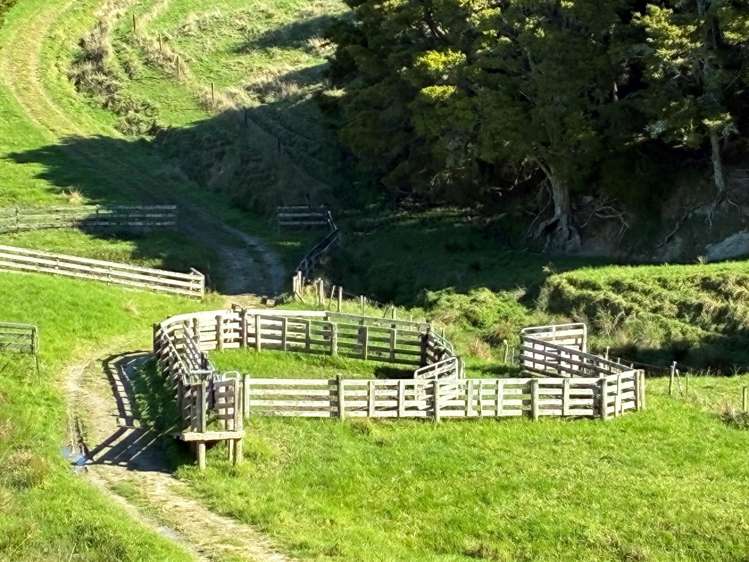 Paparoa Road_1