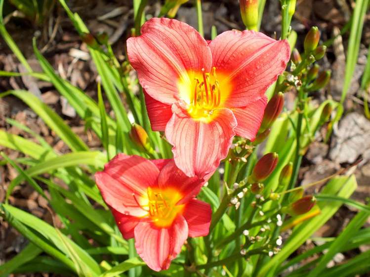 53 Kitewaho Road Swanson_55