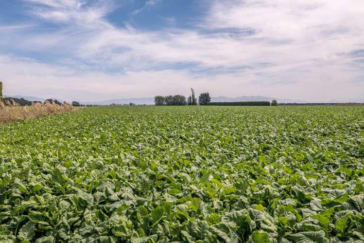 83 Highfield Road Dunsandel_24