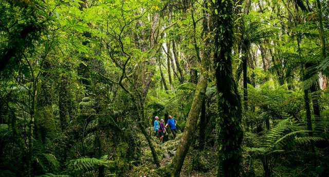Glacier Valley Eco Tours Limited Franz Josef_3