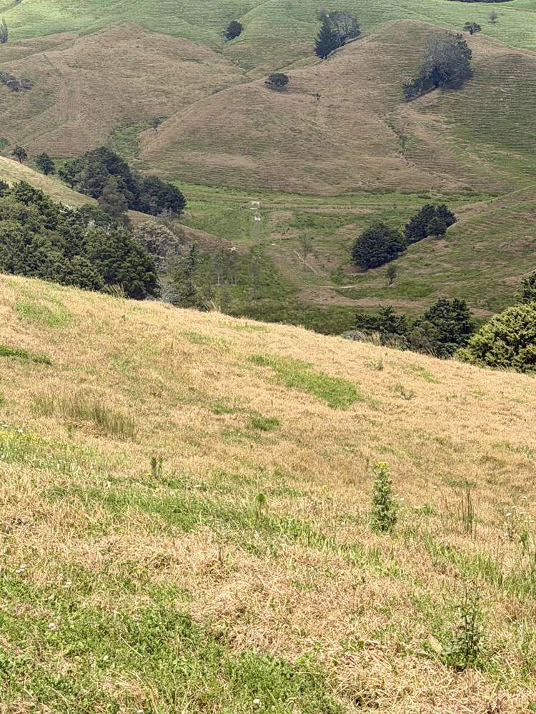 Pukehuia Road Arapohue_21