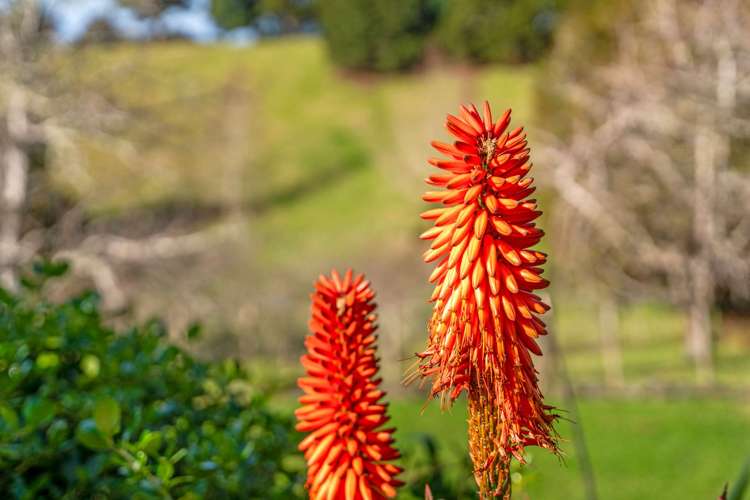 763 Owhiwa Road Parua Bay_21