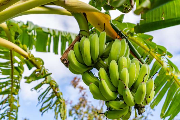 1 Griffin Road Maungaturoto_5