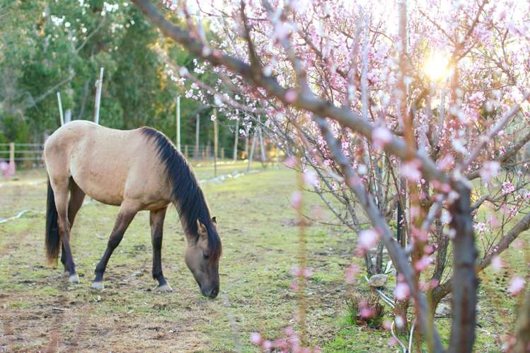65 Butterfield Road Hawea Flat_6