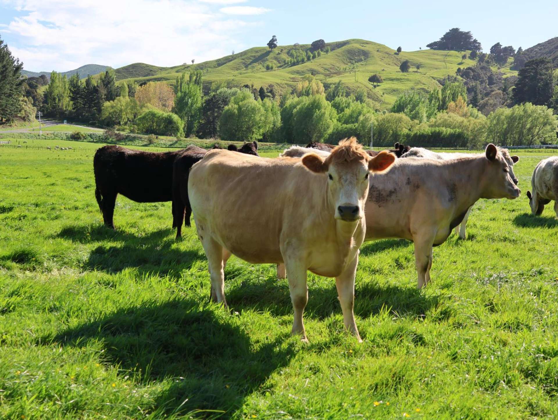 8401 Route 52 Dannevirke_0