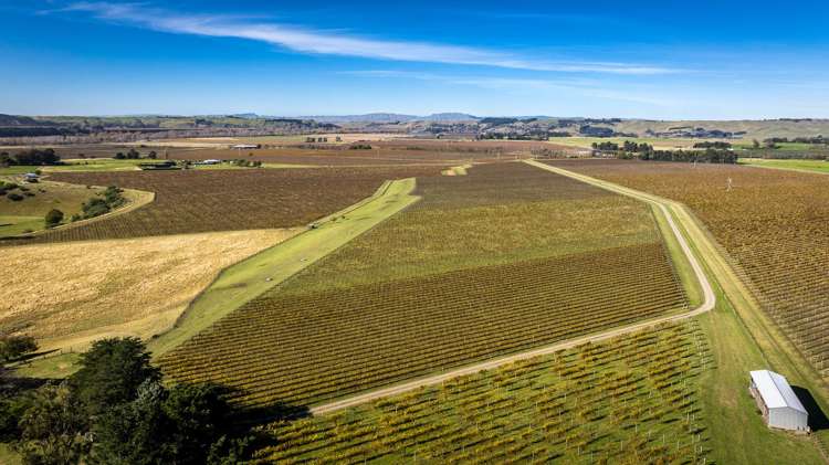 Colefield Vineyard, Aorangi Road Maraekakaho_3