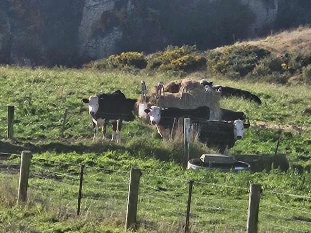 Dunrobin Road Fuchsia Creek_2