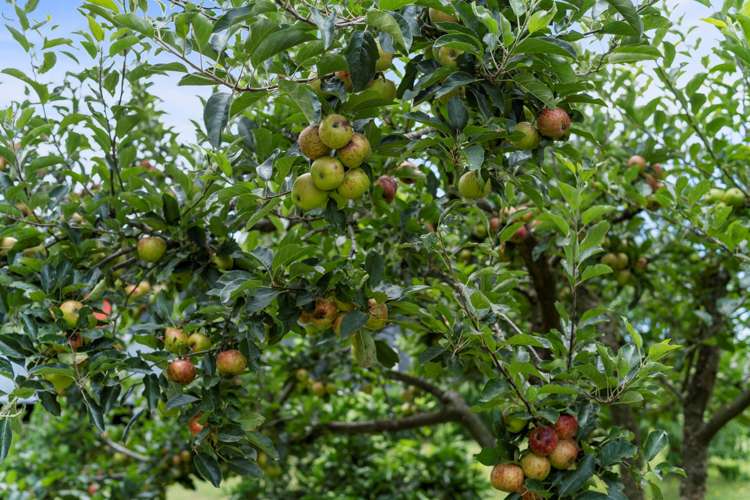 23 Arawa Road Pongakawa_17