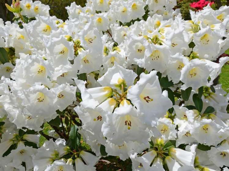 167 Katherine Mansfield Drive Whitemans Valley_32