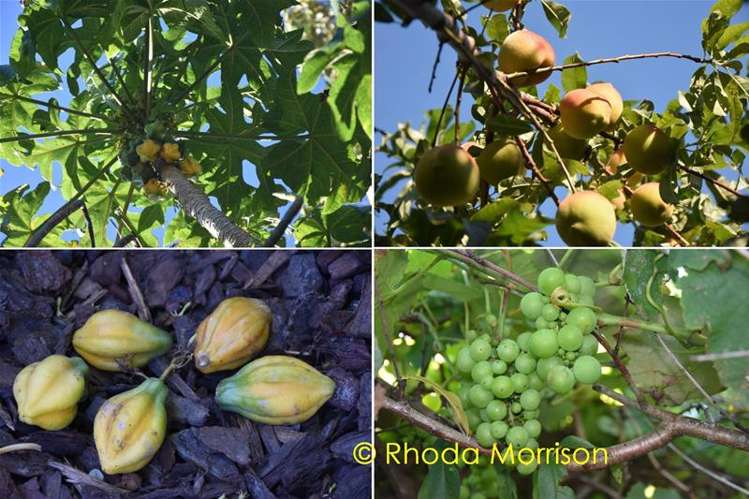 8 Fenwicks Point Road Paparoa_16