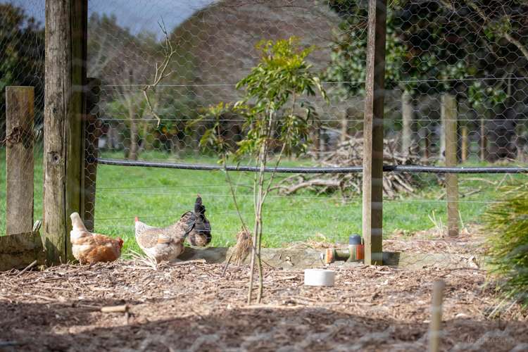 67d Davison Road Newstead_34