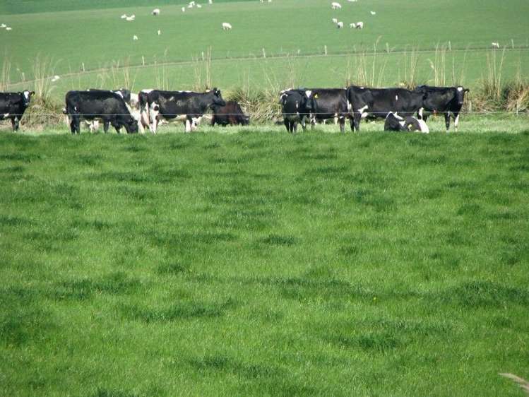 369 Black Gully Road West West Otago Surrounds_11