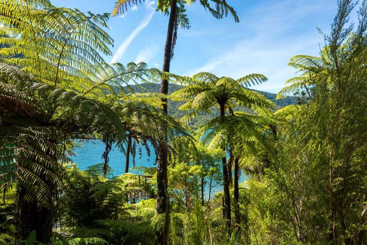 Lot 9 Fairy Bay Pelorus Sounds_9