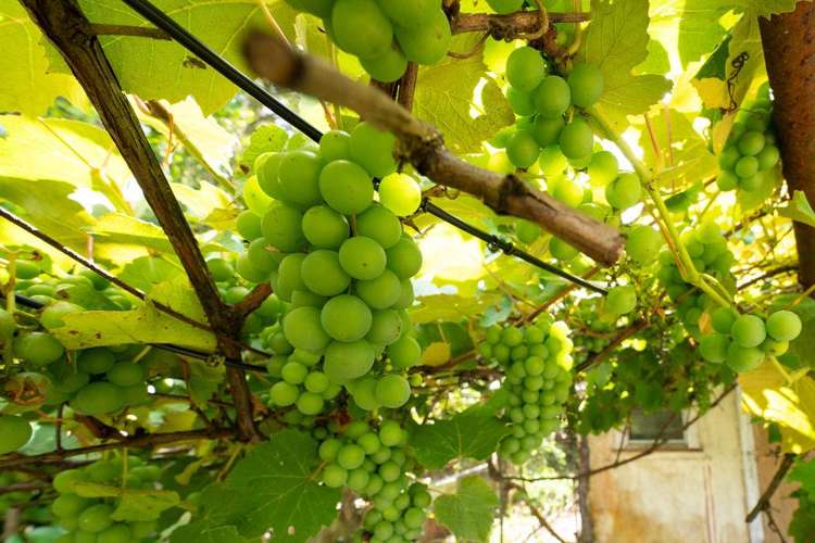 109 George Street Hikurangi_15