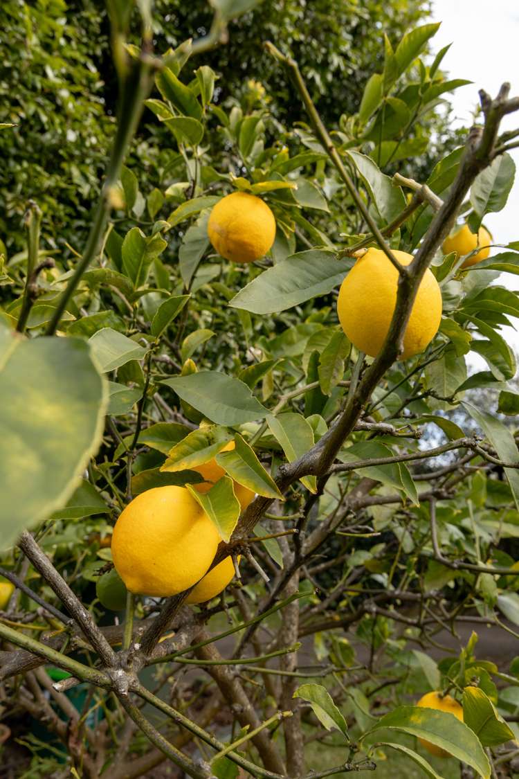 13 Links View Drive Omokoroa_15