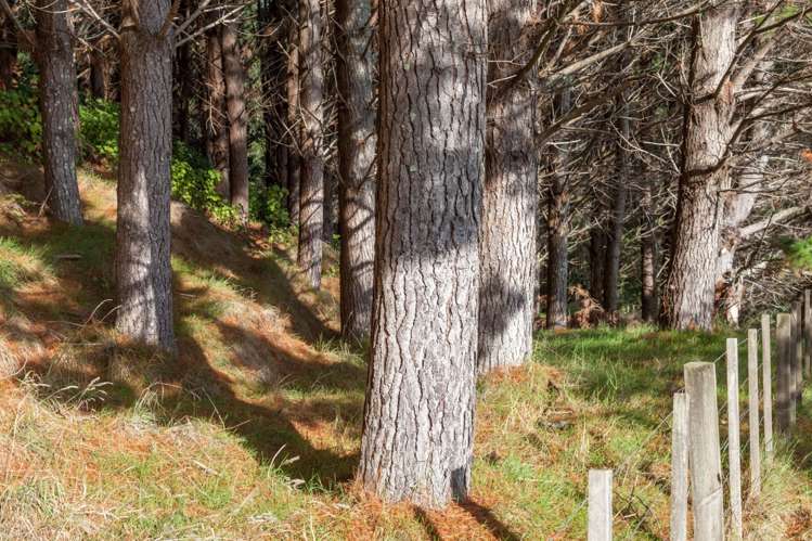 157 Parakiwai Quarry Road Whangamata_21