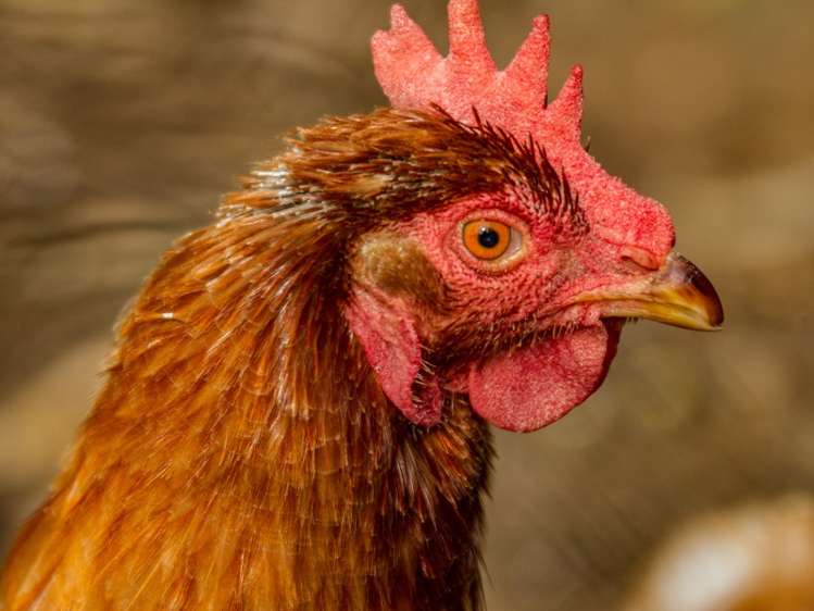 288 Cornwall Road Carterton_16