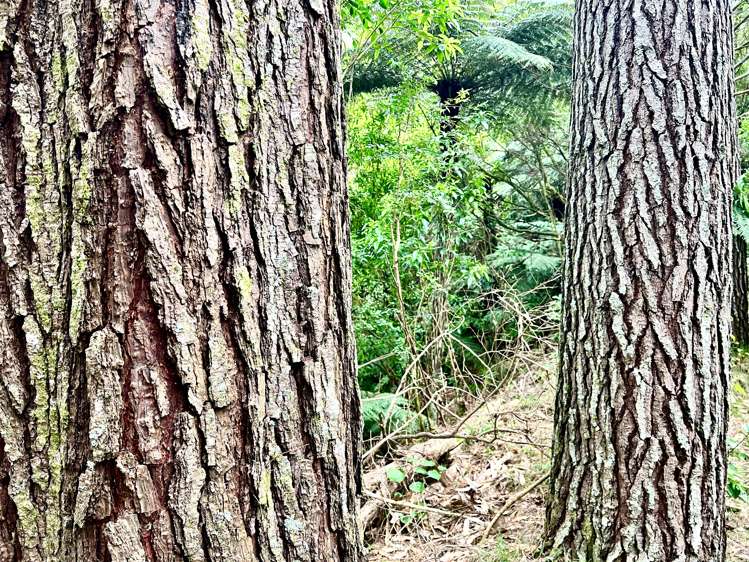 637a Awahou Road Murupara Surrounds_11