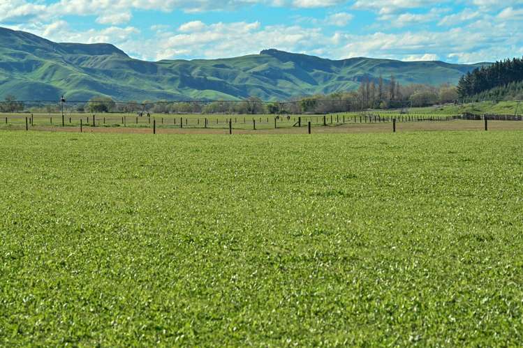 1269 Elsthorpe Road Patangata_39