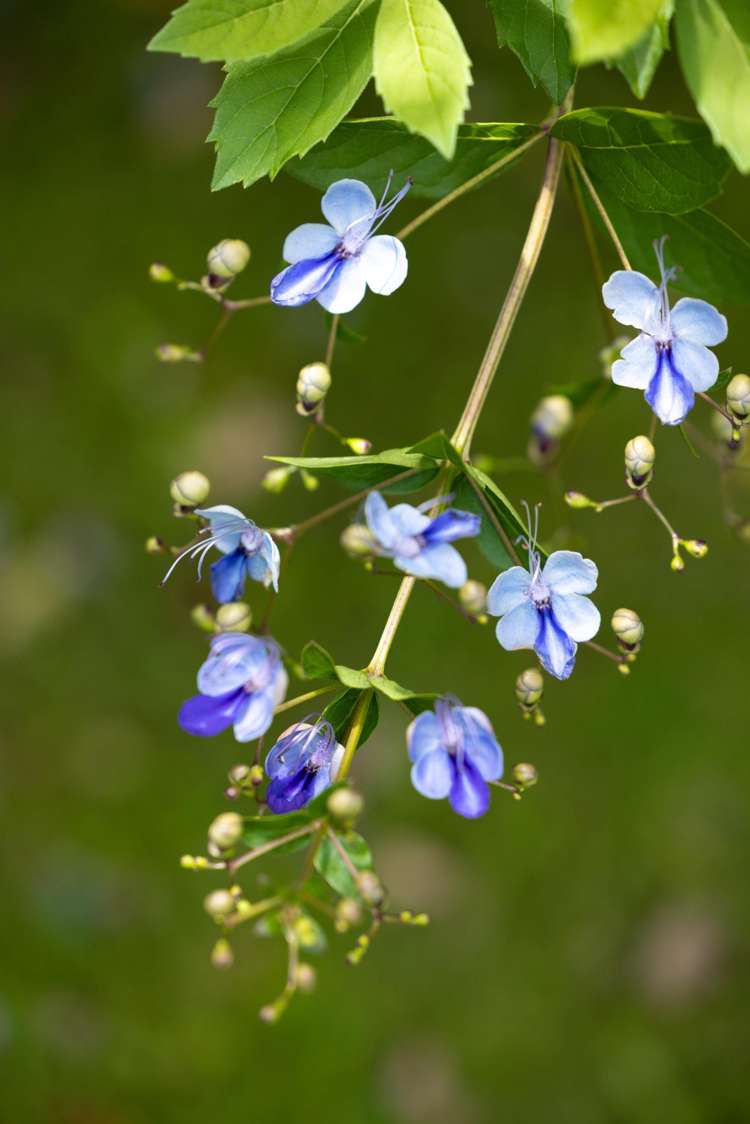 9B Edinburgh Street Pukekohe_18