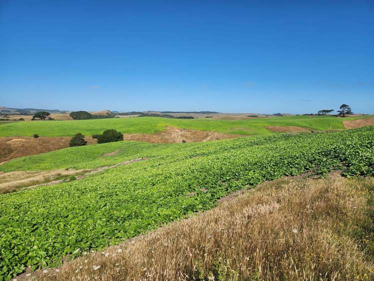 899 Te Akau Road Te Akau_27
