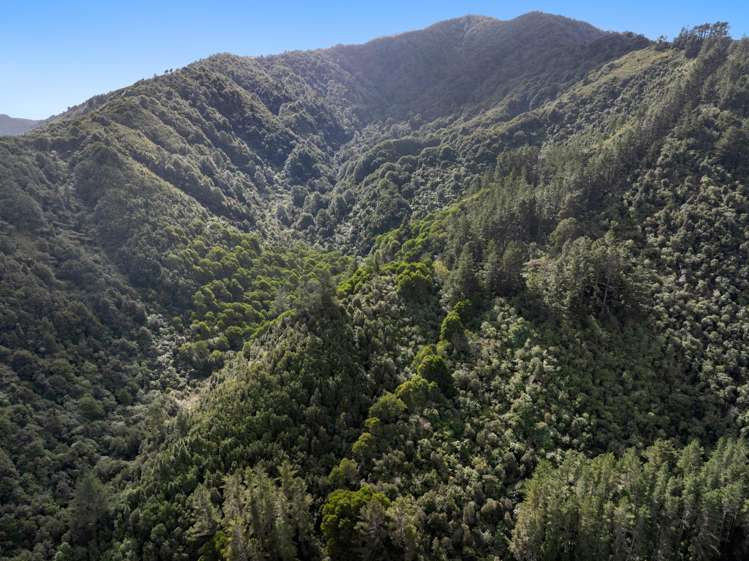 Zero Akatarawa Road Brown Owl_24