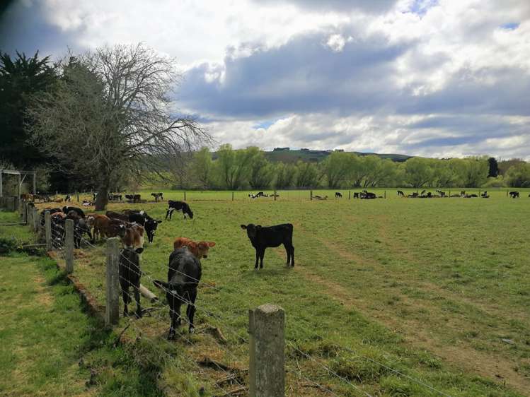 195 Wendon Creek Road Gore Surrounds_15